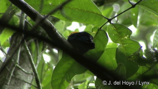 Manakin à tête d'or - ML201328381