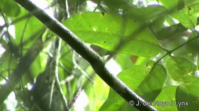 Golden-headed Manakin - ML201328401