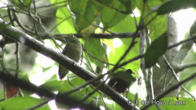 Golden-headed Manakin - ML201328411