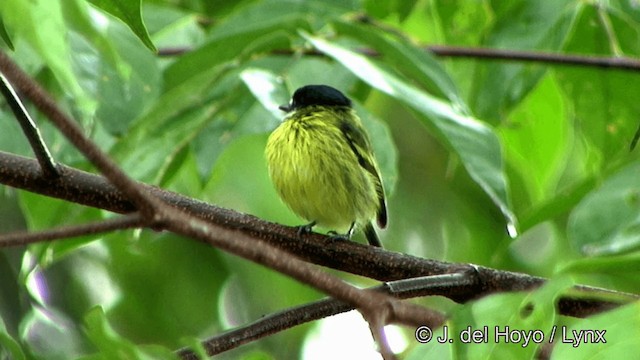 Painted Tody-Flycatcher - ML201328451