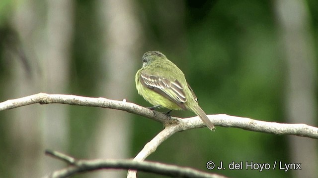 Yellow-crowned Tyrannulet - ML201328481