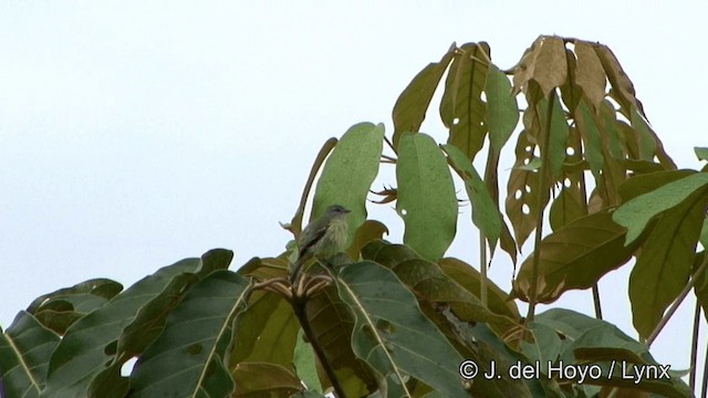 Yellow-crowned Tyrannulet - ML201328491