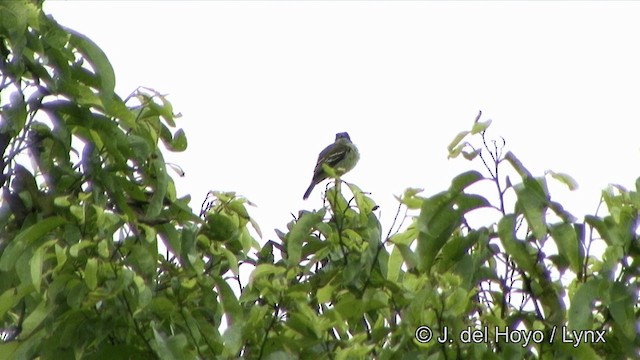 Yellow-crowned Tyrannulet - ML201328501