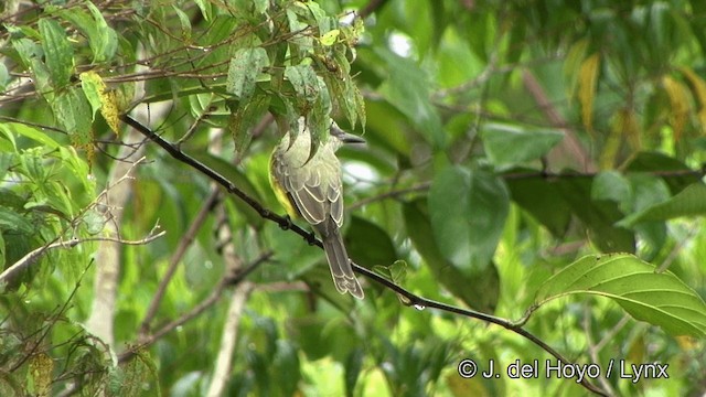 Tropical Kingbird - ML201328521