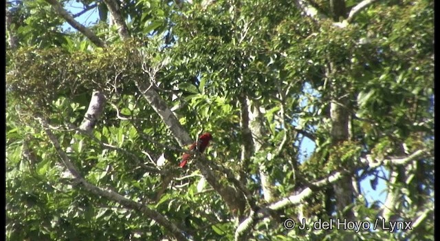 Papuan Eclectus - ML201328591