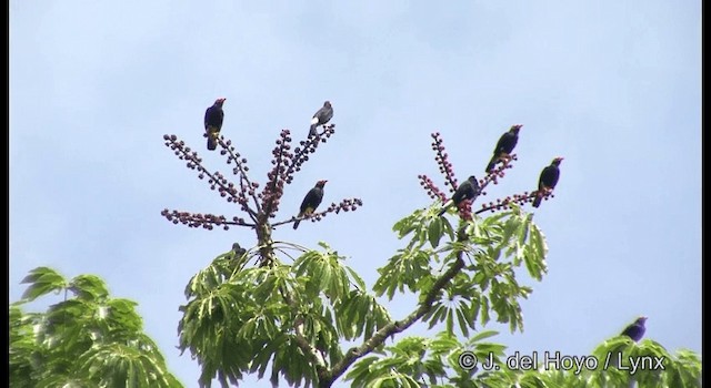 Long-tailed Myna - ML201328651