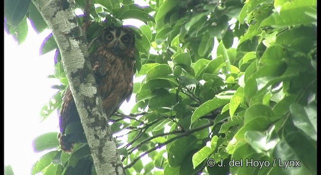 Búho de las Salomón - ML201328681