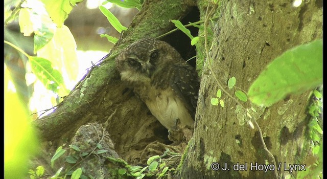 West Solomons Owl - ML201328691