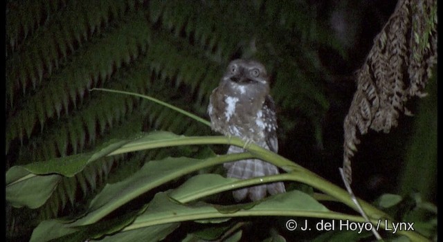 Solomons Frogmouth - ML201328711