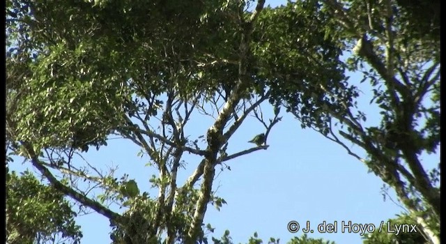 Tilopo Pechirrojo - ML201328721