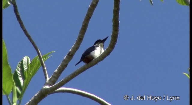 Ultramarine Kingfisher - ML201328731