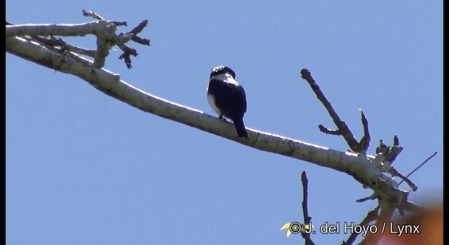 Ultramarine Kingfisher - ML201328741