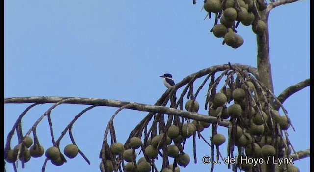 Ultramarine Kingfisher - ML201328751