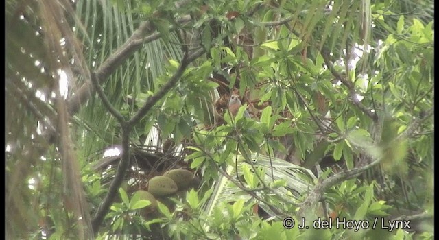 Variable Goshawk - ML201328771