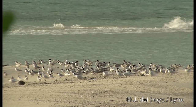 Black-naped Tern - ML201328931