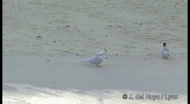 Black-naped Tern - ML201328941