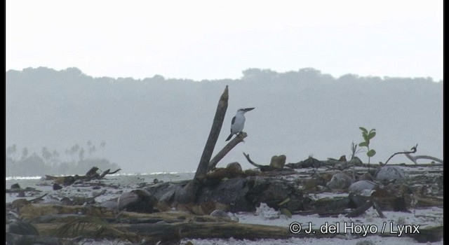 Beach Kingfisher - ML201328981