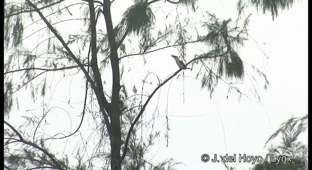 Beach Kingfisher - ML201328991