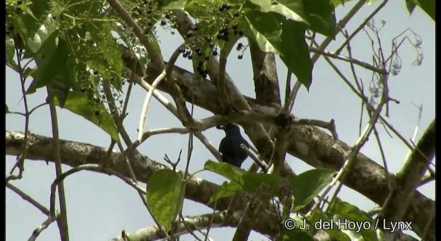 Singing Starling - ML201329001