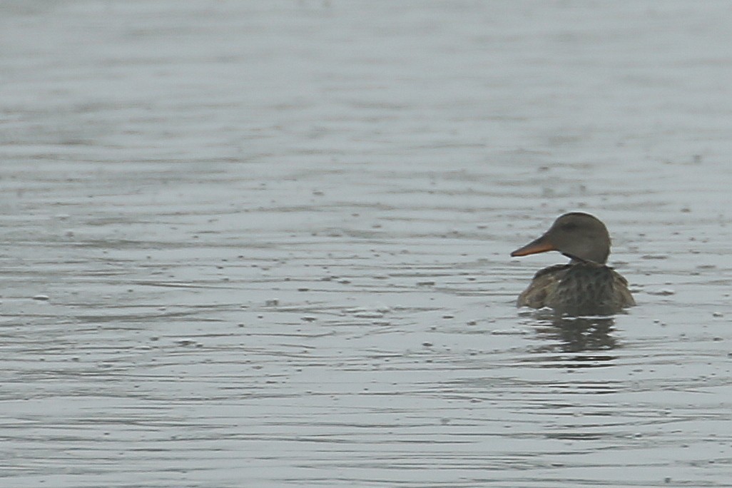 Gadwall - ML20132901