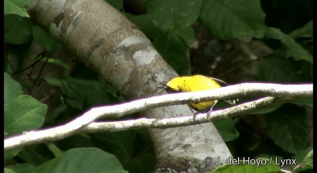 Sahul Sunbird - ML201329031