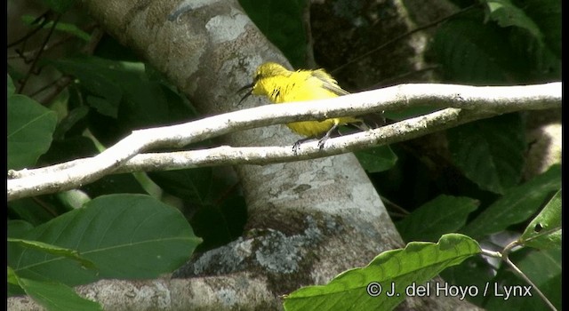 Sahul Sunbird - ML201329041