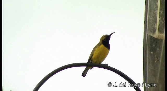 Sahul Sunbird - ML201329051