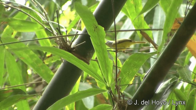 Yellow-bellied Warbler - ML201329101