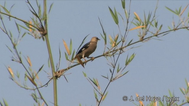 葡萄胸椋鳥 - ML201329111
