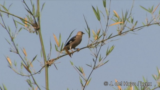 Vinous-breasted Myna - ML201329111