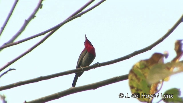 Souimanga siparaja (groupe seheriae) - ML201329121