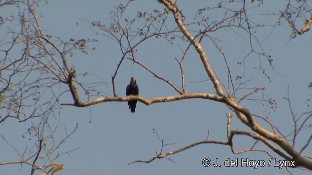 Golden-crested Myna - ML201329141