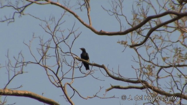 Golden-crested Myna - ML201329151