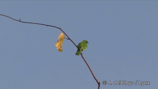Altın Alınlı Yaprakkuşu - ML201329181