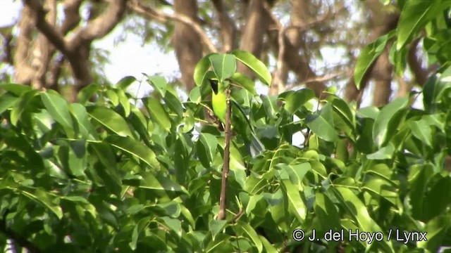 Blauflügel-Blattvogel - ML201329191