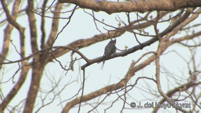 インドカンムリアマツバメ - ML201329281