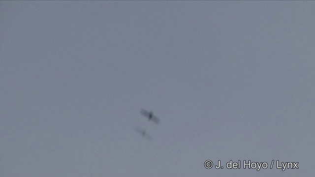 オオハリオアマツバメ - ML201329301