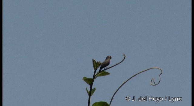 White-browed Purpletuft - ML201329321