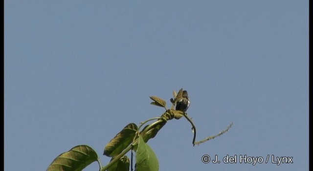 White-browed Purpletuft - ML201329331