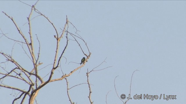 Mavi Kulaklı Barbet - ML201329351