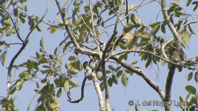 【鳥剥製】アオミミゴシキドリ yellow-eared barbet 標本 ミミアオゴシキドリ - eBird