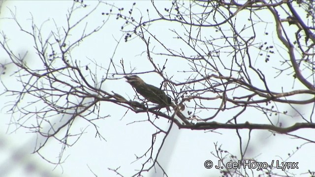 Red-vented Barbet - ML201329391