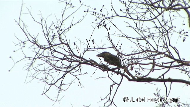 Red-vented Barbet - ML201329401