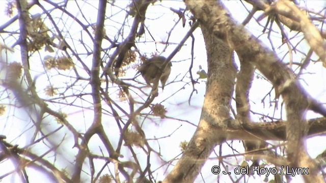 Al Etekli Barbet - ML201329411