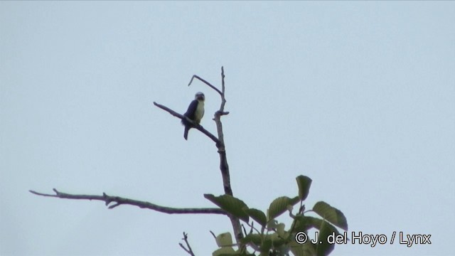 Falconete Acollarado - ML201329421