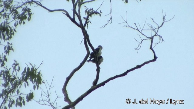 Collared Falconet - ML201329431