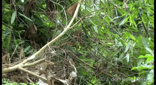 Plain-throated Antwren - ML201329461