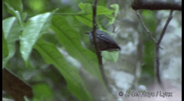 Long-winged Antwren - ML201329481