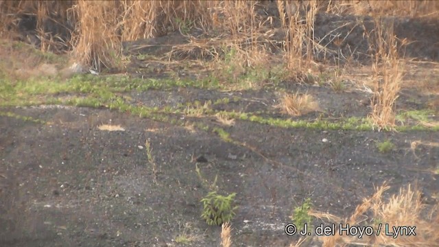 Green Peafowl - ML201329501