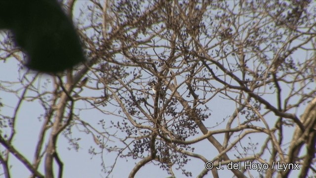 Kül Rengi Minivet - ML201329511